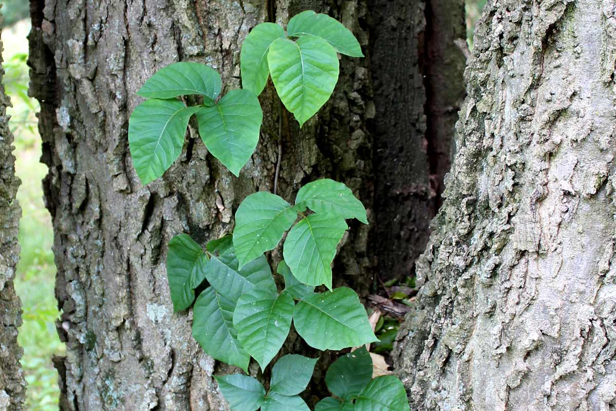 Climbing poison ivy vine