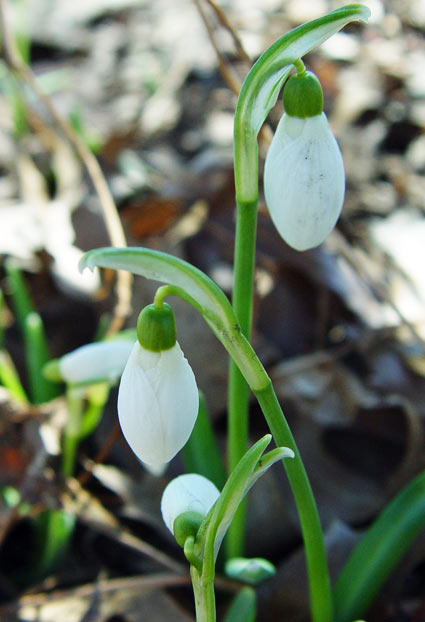 Snowdrops are among the earliest bulbs to bloom in spring. © George Weigel