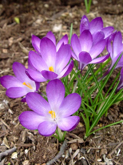 “Tommy” crocuses are the least likely species of crocus to be eaten by rodents. © George Weigel