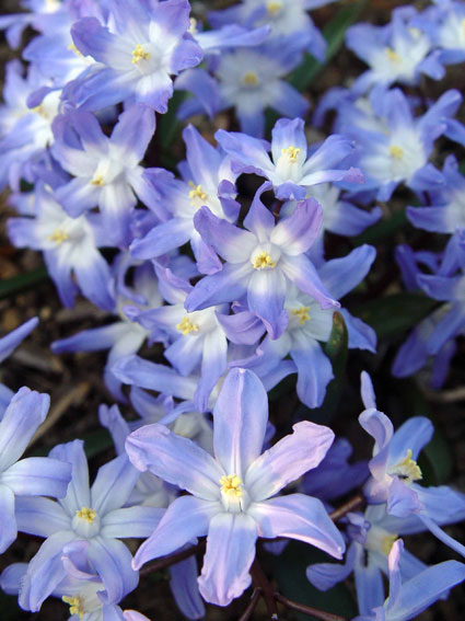 Glory-of-the-snow are early-spring bloomers, with star-shaped flowers. © George Weigel