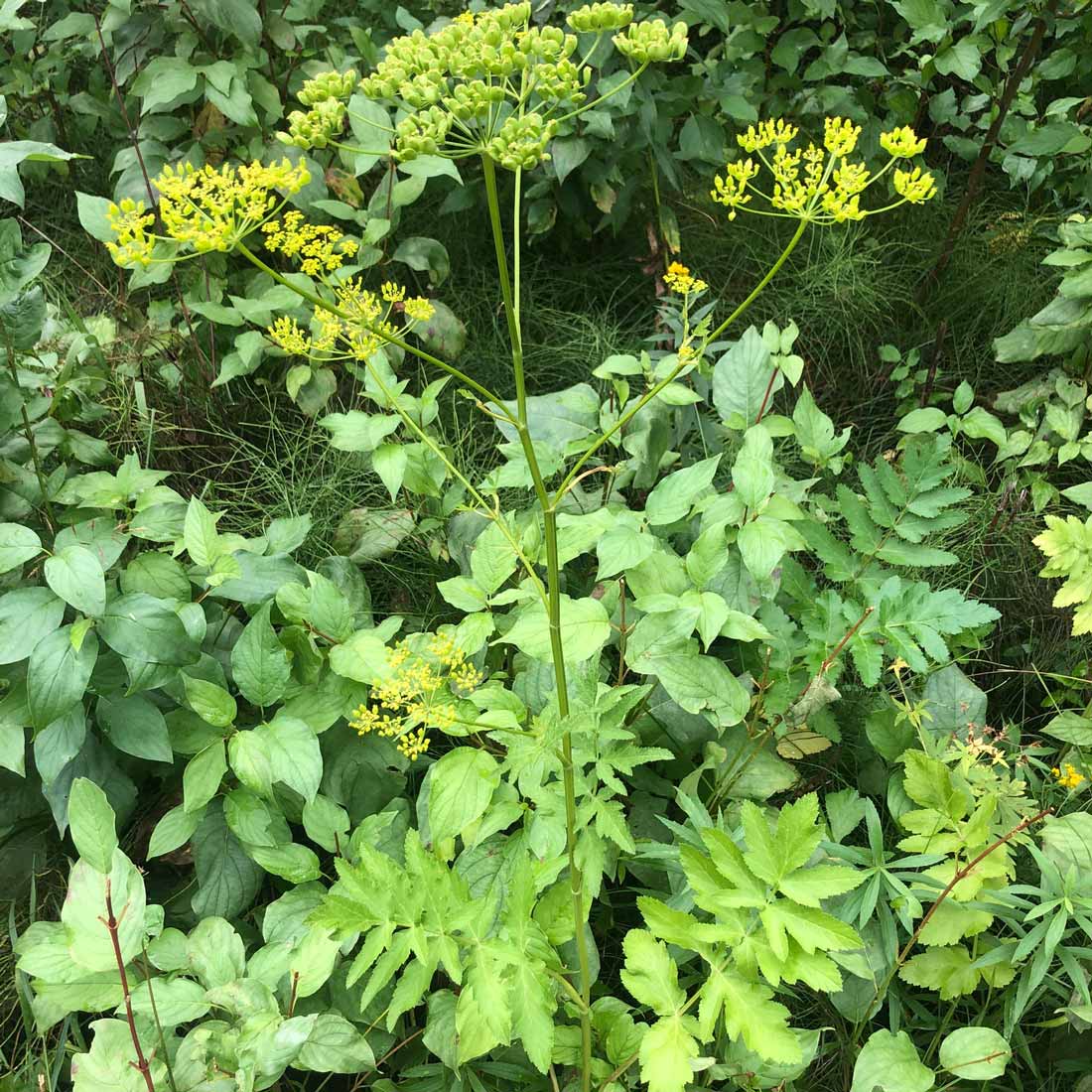 Wild parsnip with yellow flowers.  iNaturalist