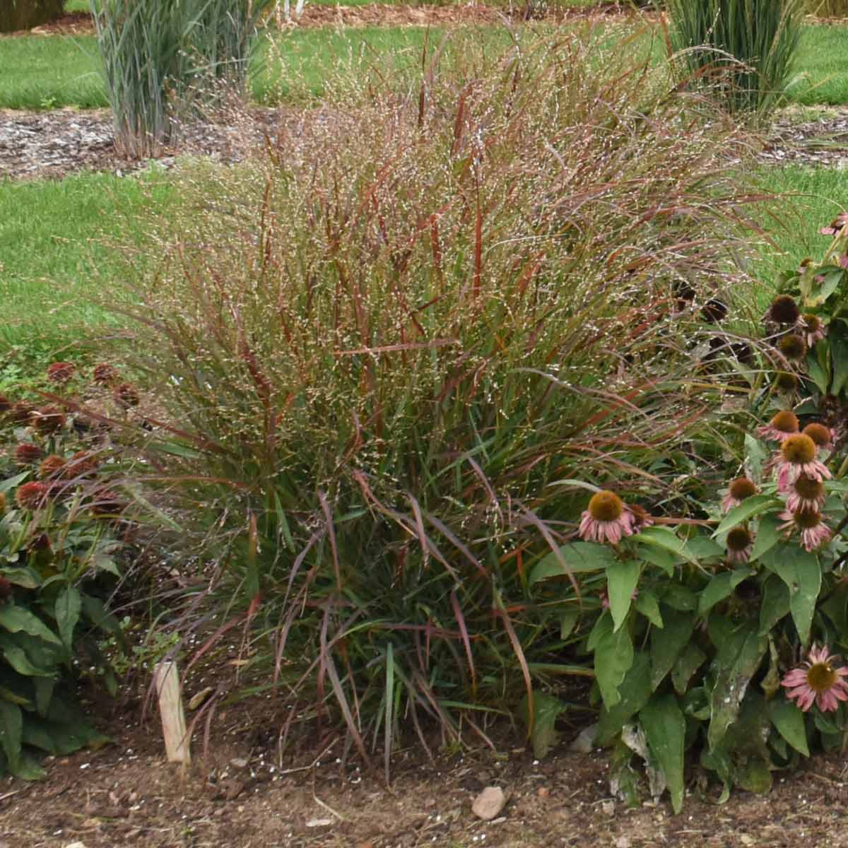 Switchgrass ‘Red Flame’