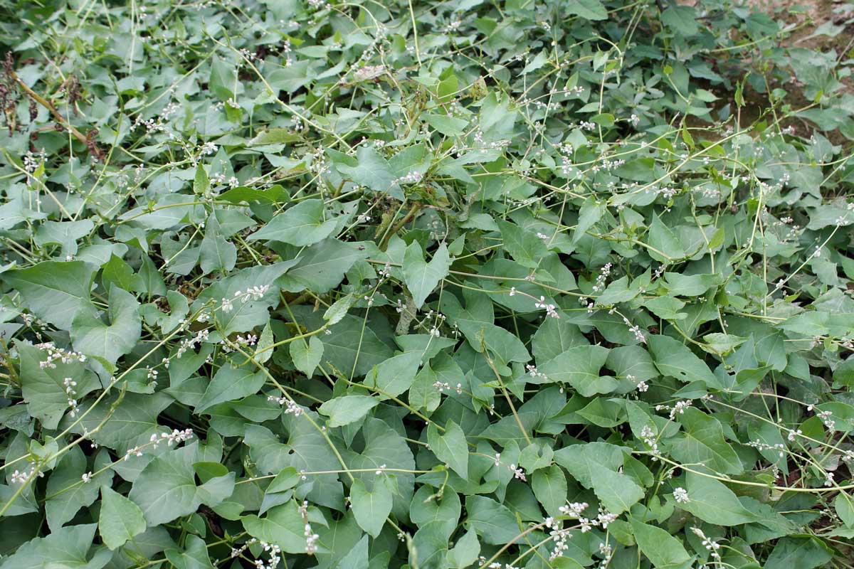 Field bindweed patch