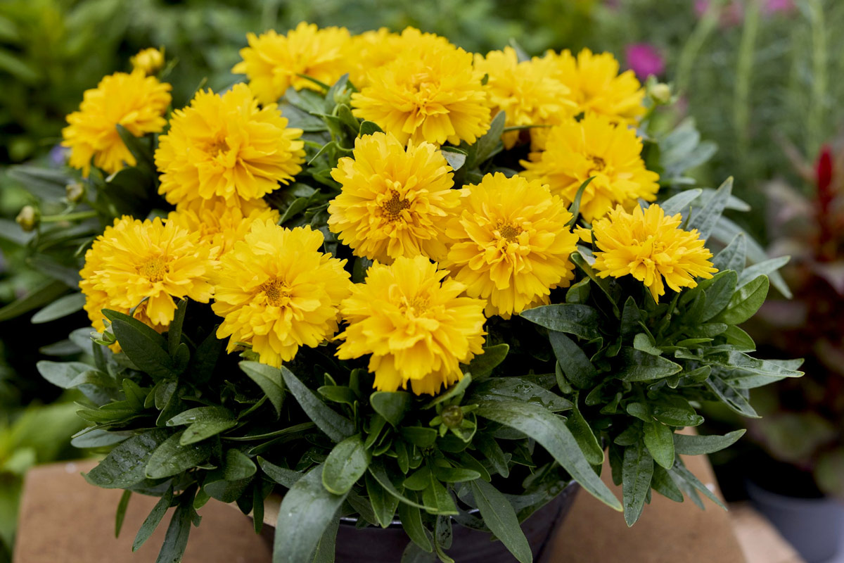 Coreopsis 'SunGlobe'