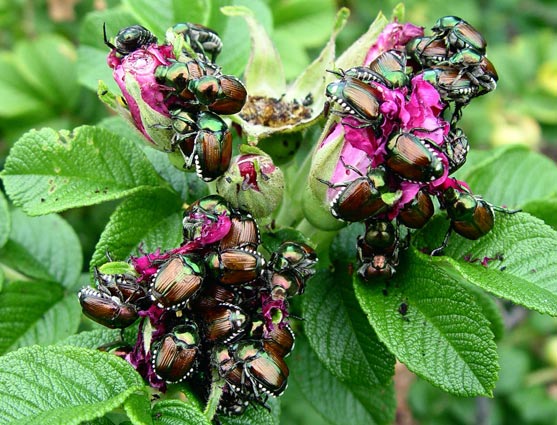 Bugs can quickly ruin a planting, but even mass swarmers like these Japanese beetles can be controlled if you’re prepared. © George Weigel