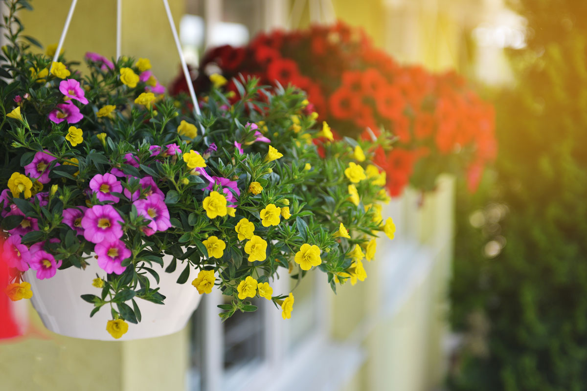 Hanging baskets