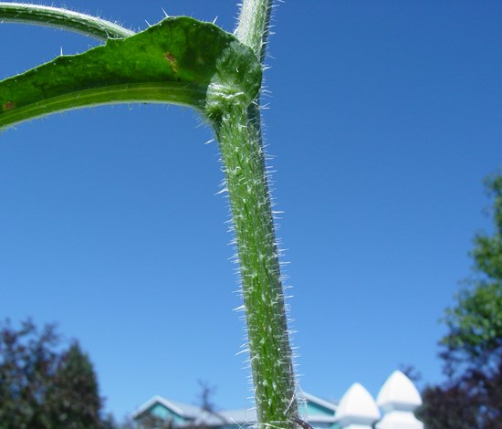 bristly oxtongue