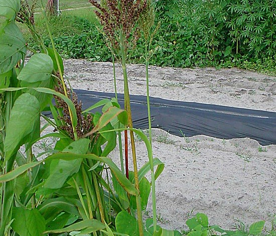 shattercane mature