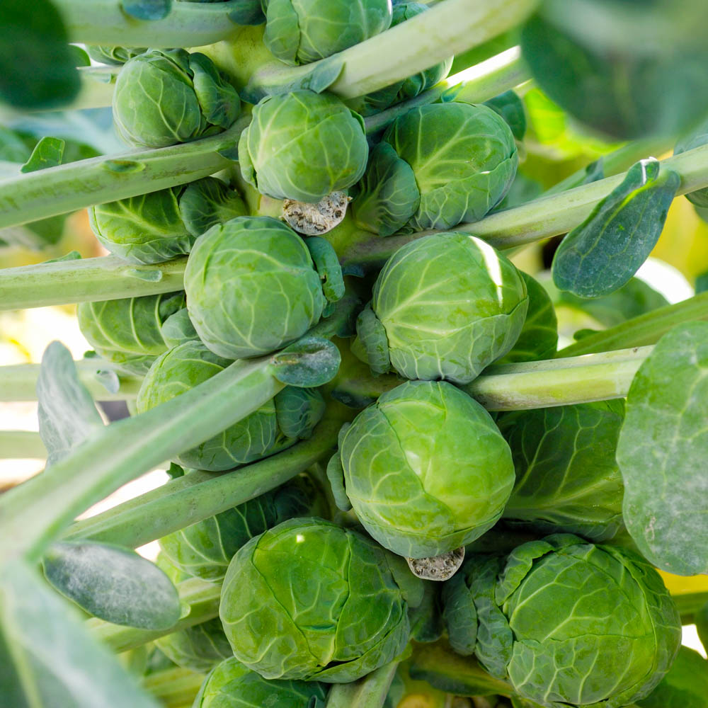 Brussel Sprouts