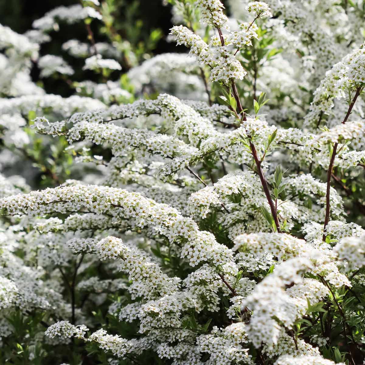 Spirea