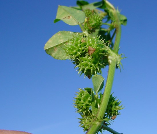 california burclover