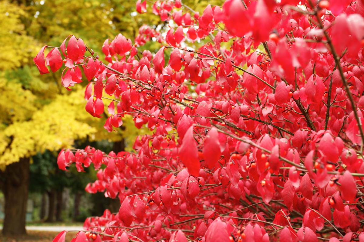 Burning bush shrub with fall red leaves