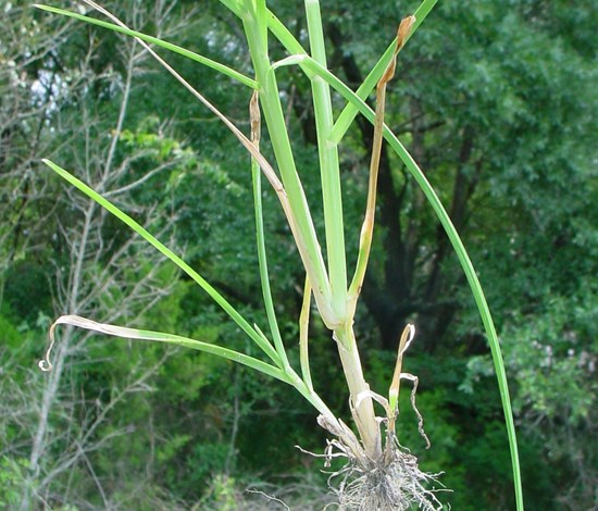 Goosegrass