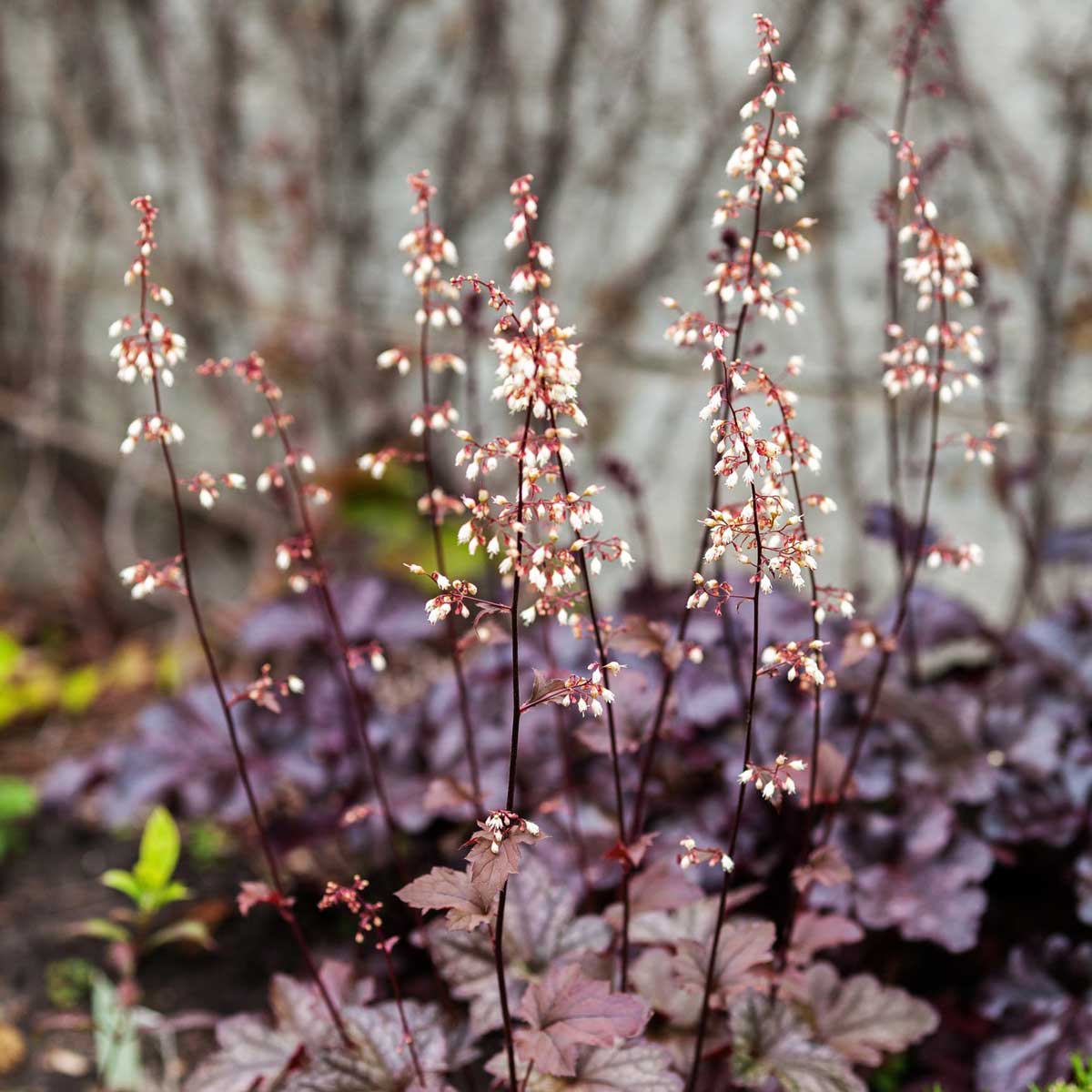 Coral Bells