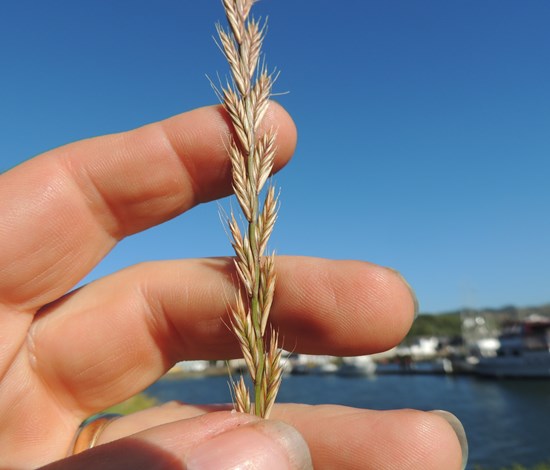 annual ryegrass Lolium perenne var. multiflorum seedhead