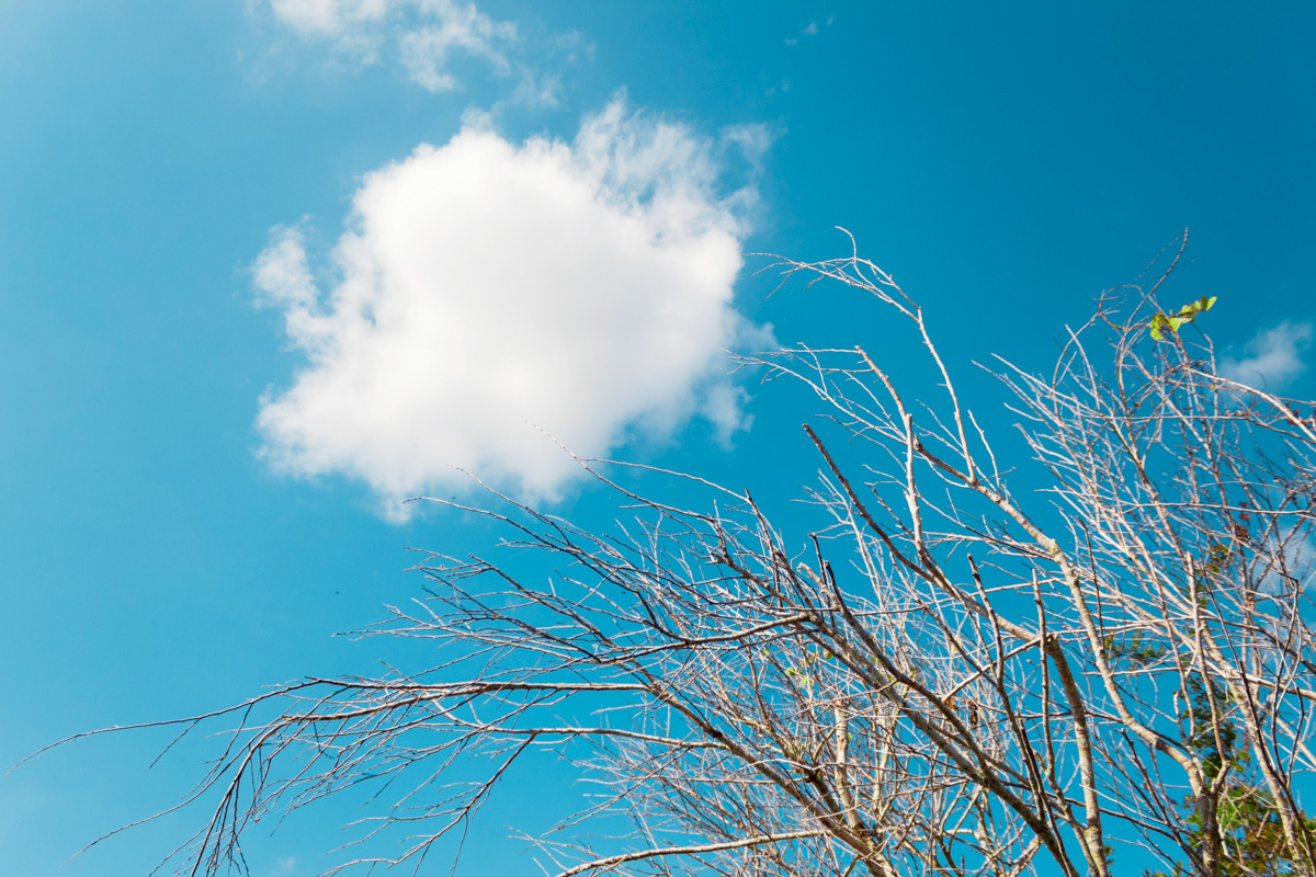 3 Reasons Why Your Tree is Losing Leaves Early