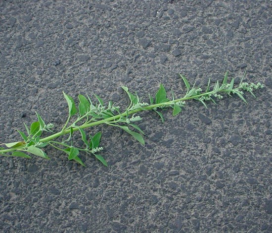 lambsquarters flower stem