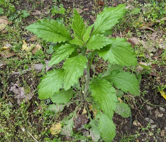 hairy galinsoga