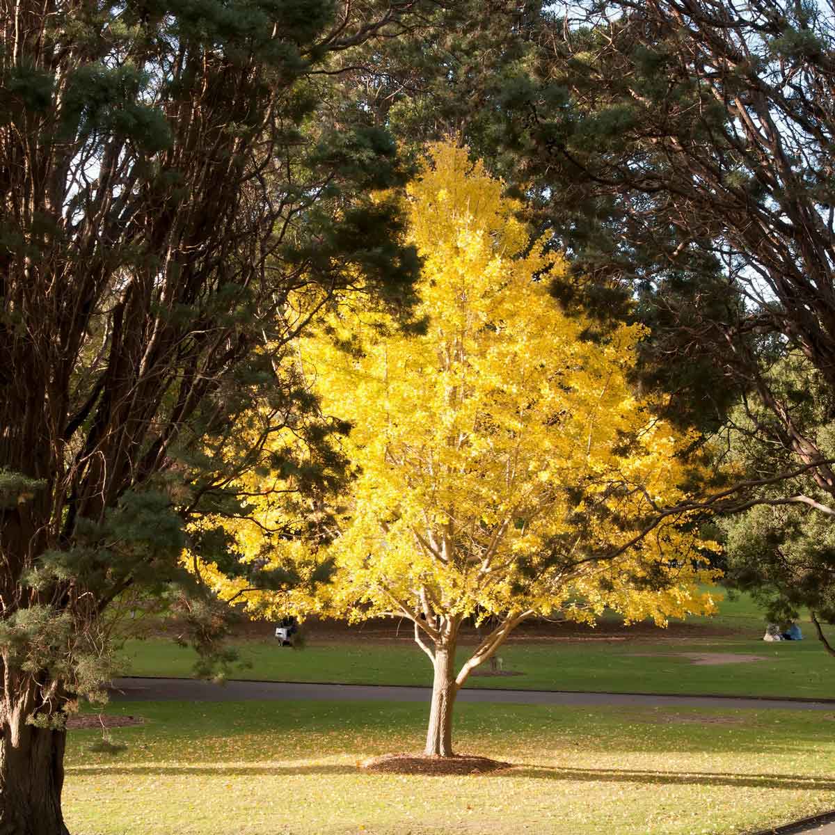 Gingko Tree