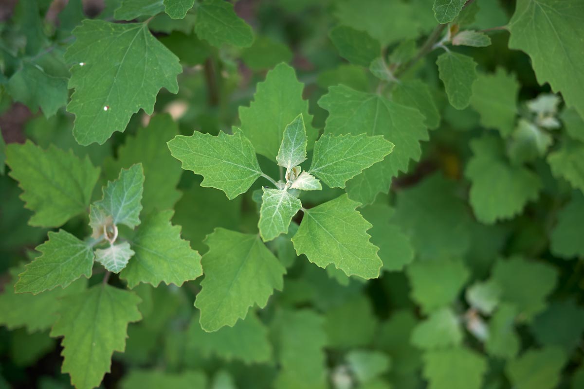 Lambsquarters