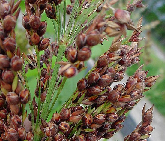 shattercane seeds close mature
