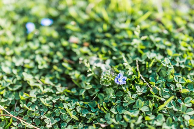 Corn speedwell (Veronica arvensis)