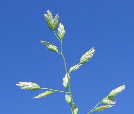 Annual bluegrass Poa annua