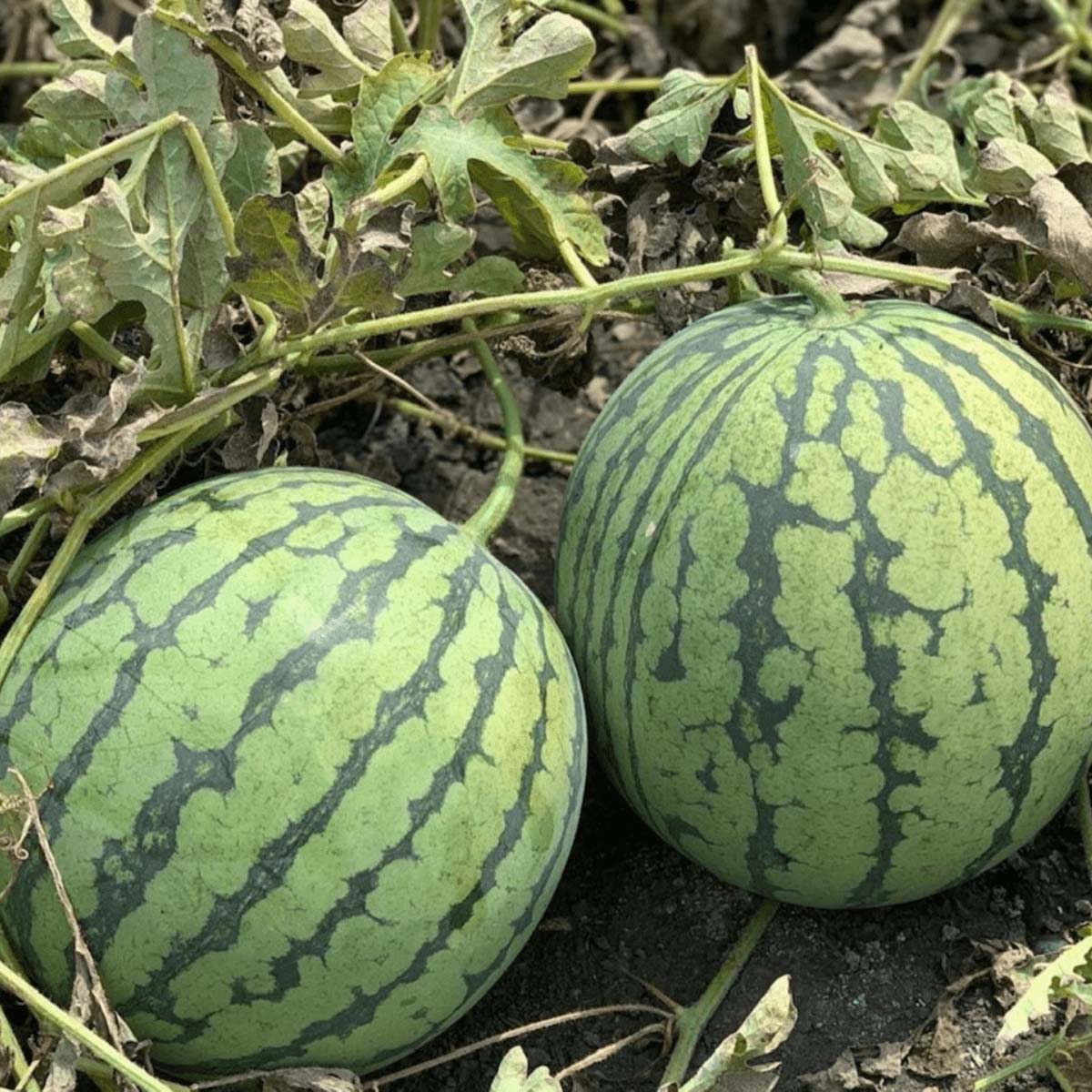 Watermelon Rubyfirm