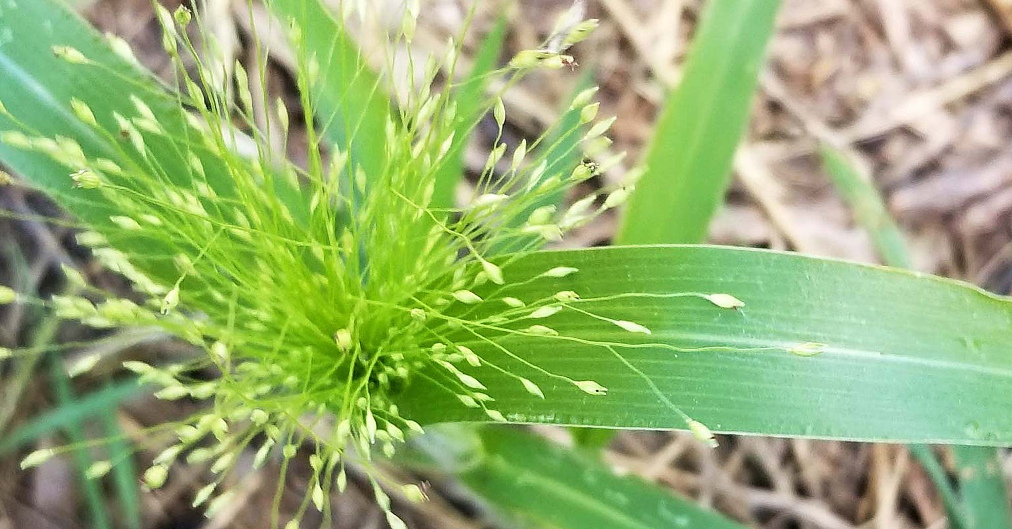 Witchgrass seedhead