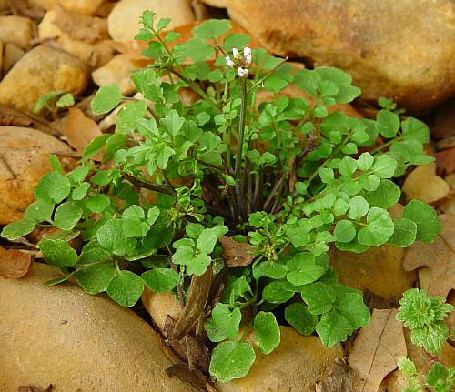 Hairy bittercress (cardamine hirsuta)