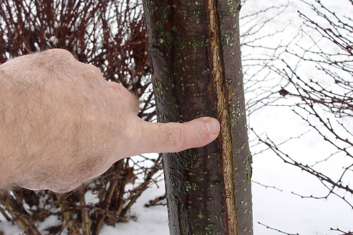 Cracked crabapple tree trunk