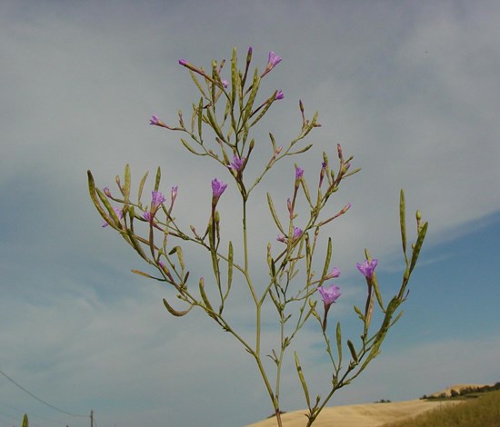 panicled willowweed flowering