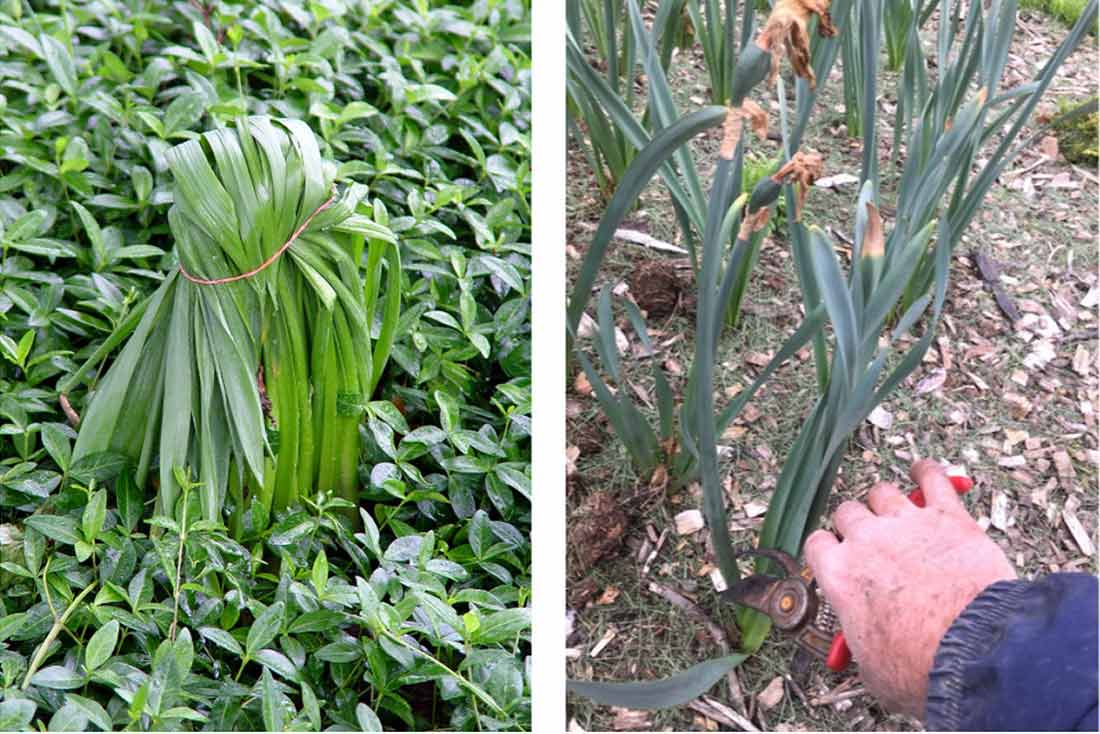 Wait to cut bulb foliage