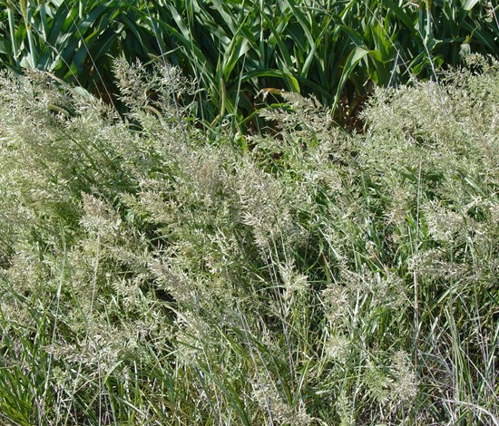 stinkgrass