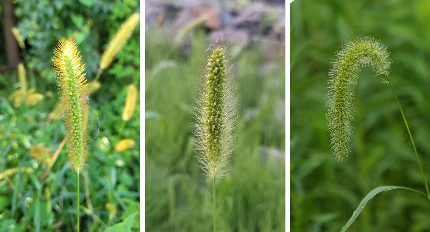 Foxtails - yellow, green, giant