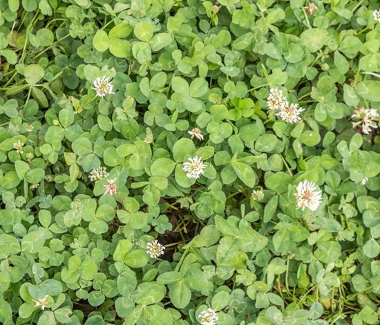White clover patch
