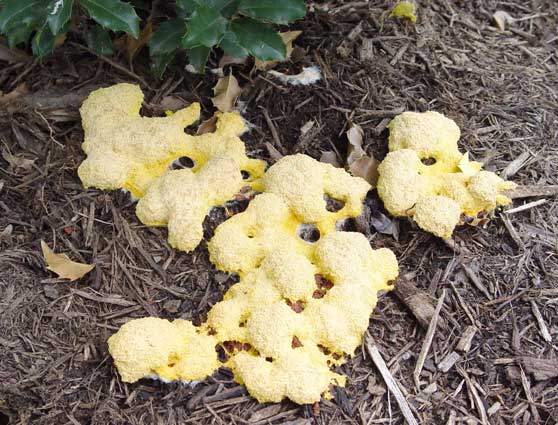Slime mold often grows in wet mulch. George Weigel