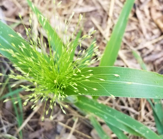 witchgrass seedhead