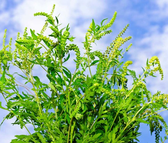 ragweed