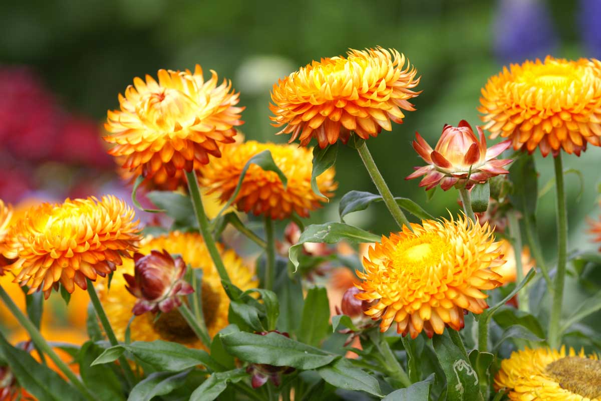 https://www.preen.com/media/1ztjckk5/strawflower.jpg