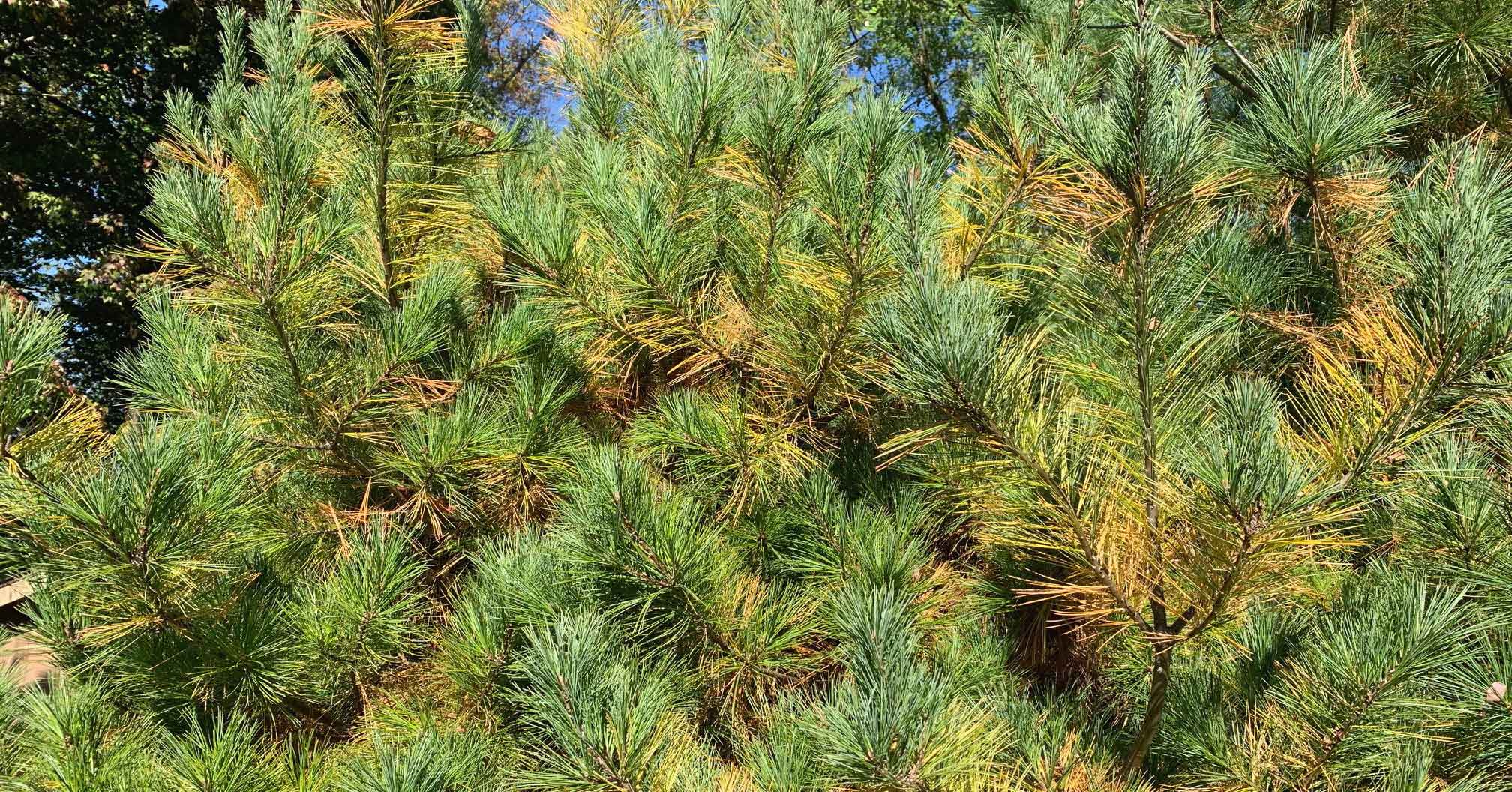 White pine with yellow inner needles