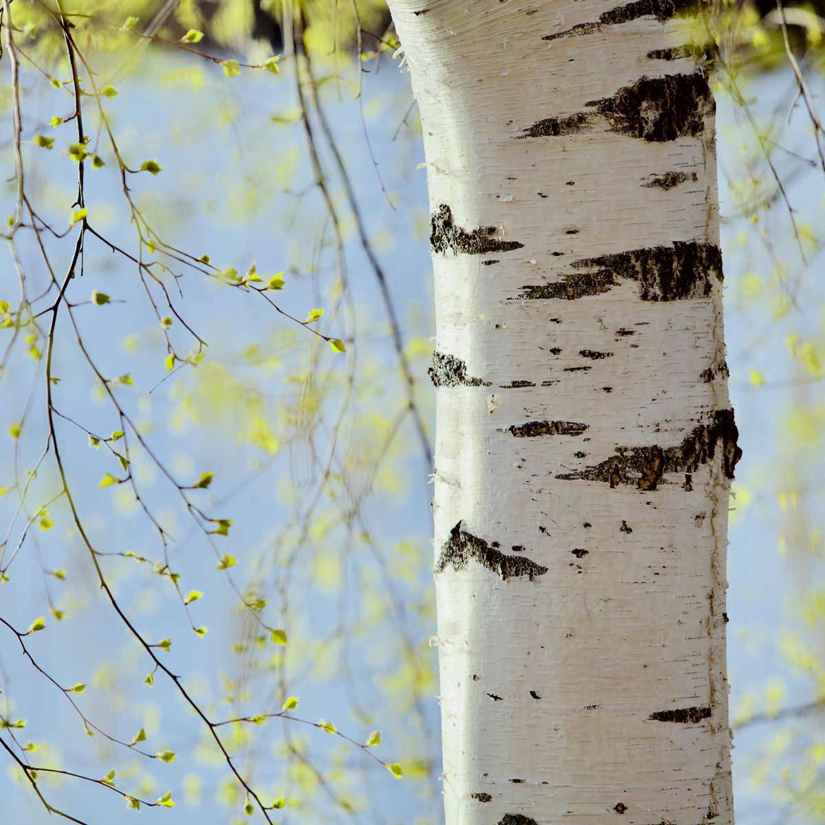 River birch