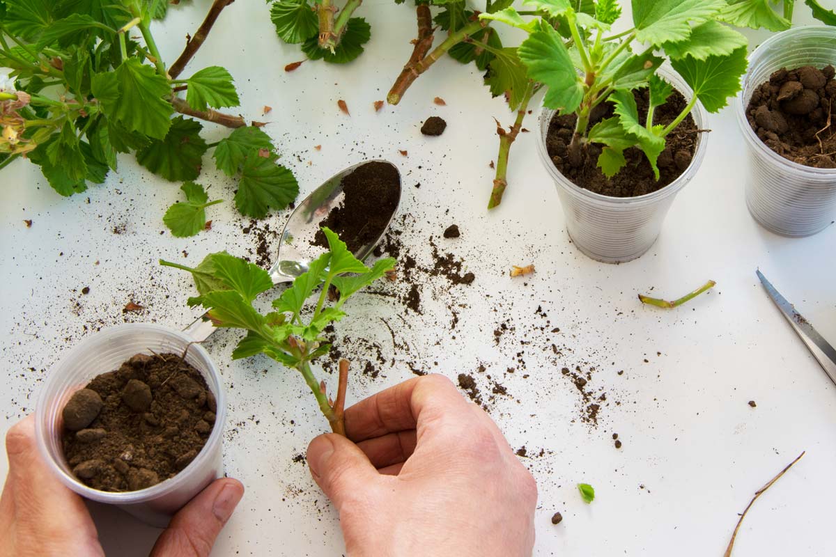 Rooting cuttings of geraniums