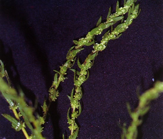 Kochia flowers
