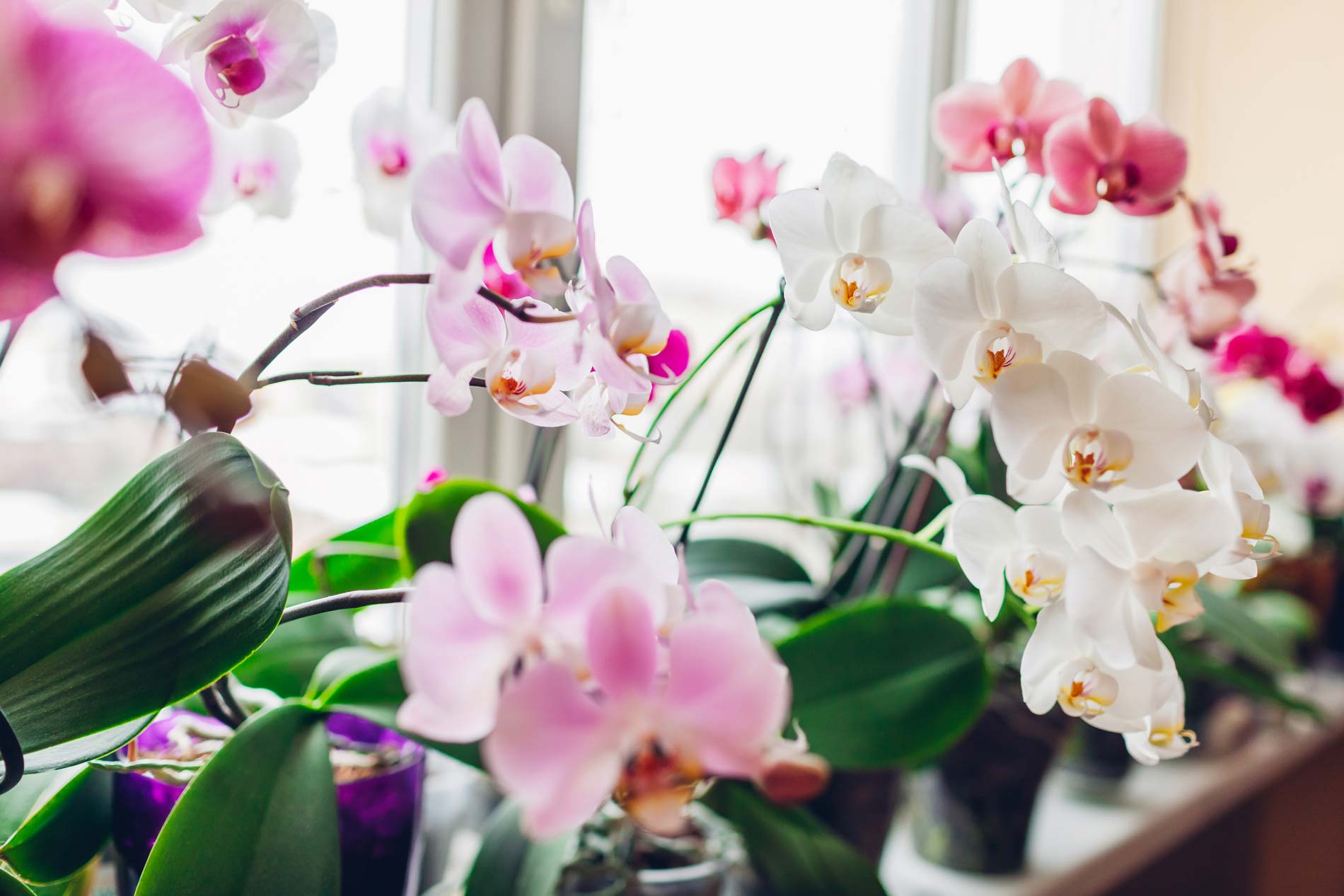 Orchids phalaenopsis on a windowsill