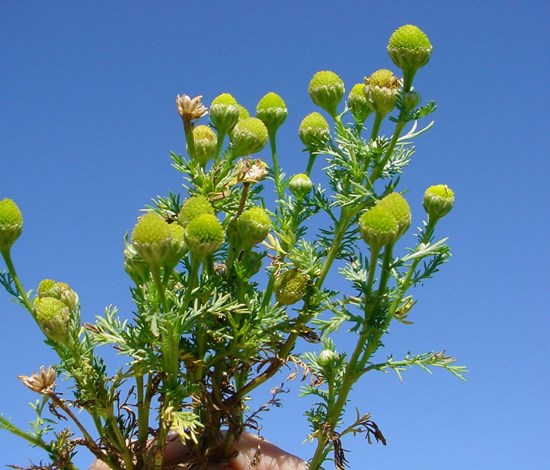 pineappleweed flowerheads