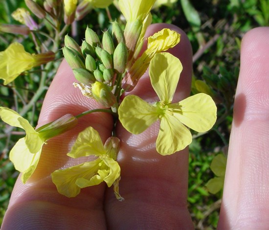 wild radish yellow flower