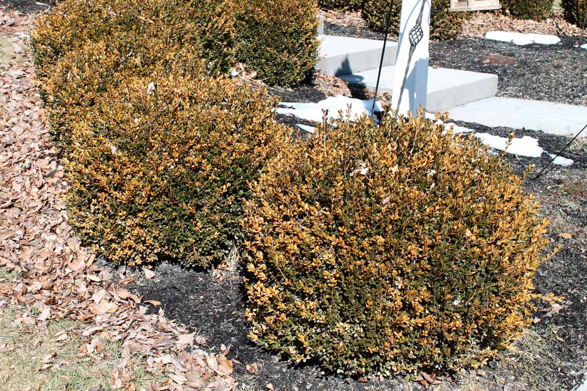 Winter burned boxwoods