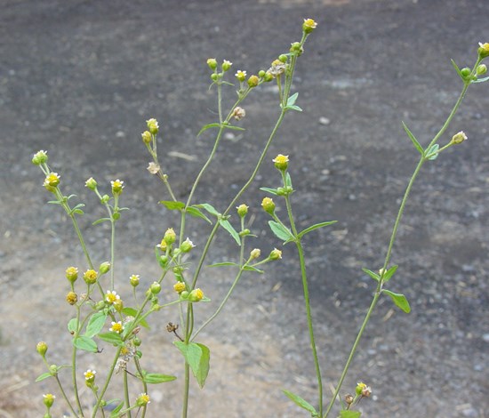 hairy galinsoga