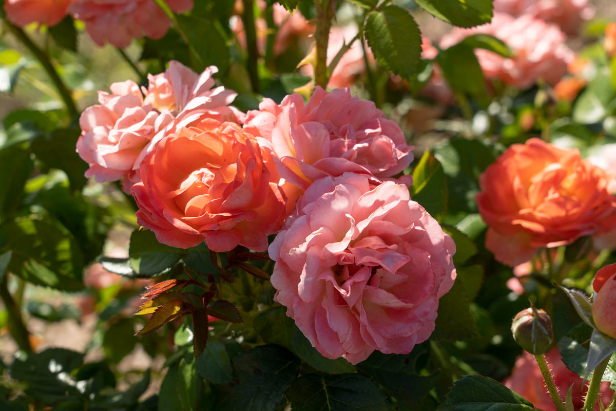 Orange Glow Knock Out rose.